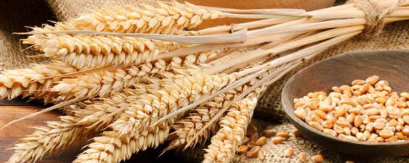 小麦种子测试芽率流程，如何催芽