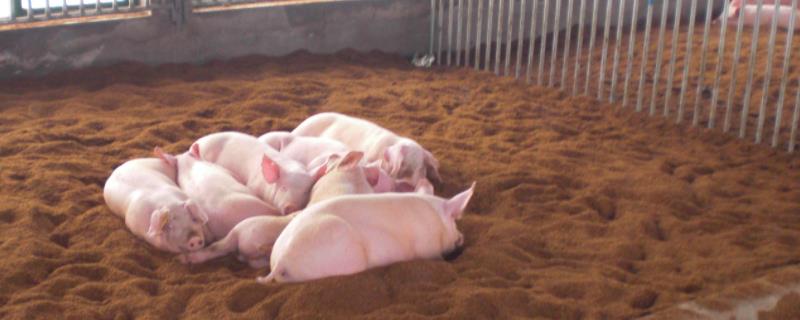 发酵床养猪新技术，发酵床养猪的优缺点