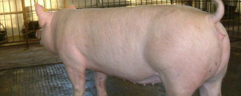 托佩克的猪属于几元猪托佩克种猪优缺点