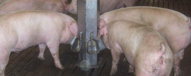 猪饮水器怎么安装，养猪吃什么草长得快