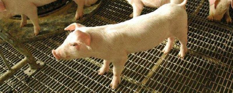 猪一年繁殖几次，一个公猪一天可以配几头母猪