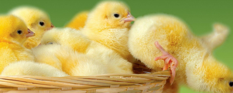 小鸡孵化湿度高于80度怎么办，小鸡保温灯多少瓦合适