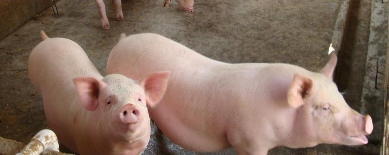 猪苗毒是什么，猪链球菌病特效药