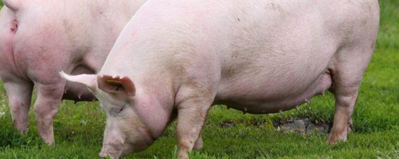 猪口蹄疫病毒能存活多久，得了口蹄疫的母猪下的小猪能活吗