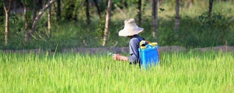 氯氟吡氧乙酸除草剂除什么草，对水稻安全吗