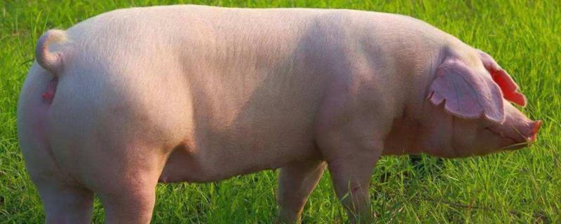 猪是如何交匹配的，猪的生物学特性有哪些