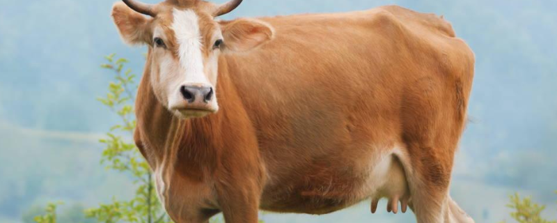 口蹄疫母牛生的小牛有病毒吗，母牛下完犊多久能打口蹄疫苗
