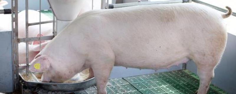 猪吃盐有什么功效作用，猪用卡那霉素的作用与功效