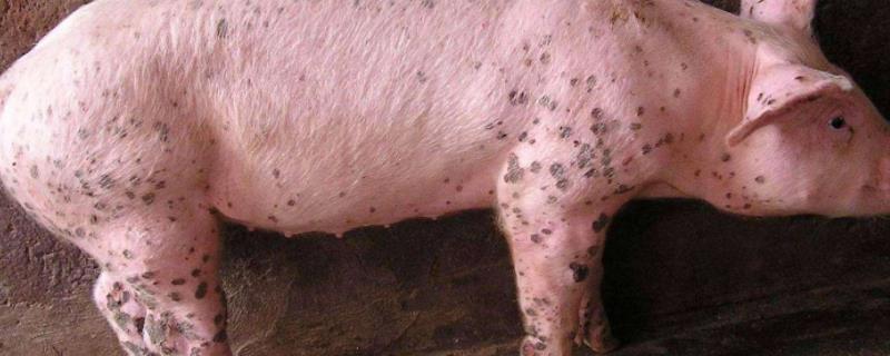 猪疥螨最简单的治疗，猪拉血痢用什么药治疗