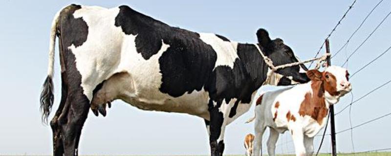 奶牛都是母牛么，公奶牛和母奶牛外观有区别吗