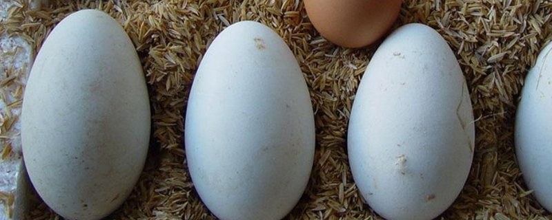 恒温孵化鹅蛋需要凉蛋吗，鹅苗孵化技术要点