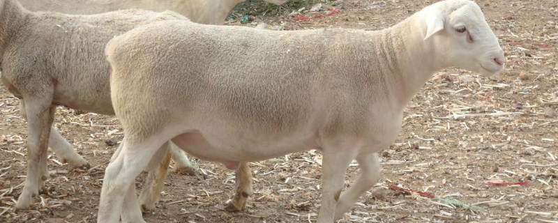 纯种杜泊羊的特征，杜泊羊一年下几窝，一窝下几只