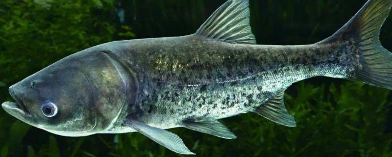 胖头鱼吃什么食物长得快，一年能长多少斤