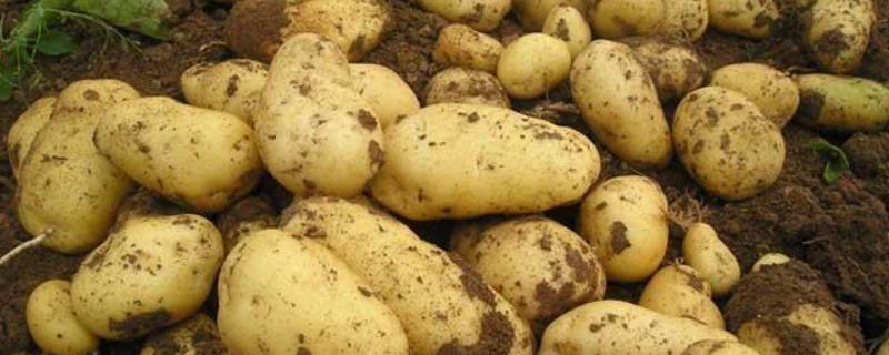 马铃薯高产栽培新技术，附马铃薯病害图片及防治