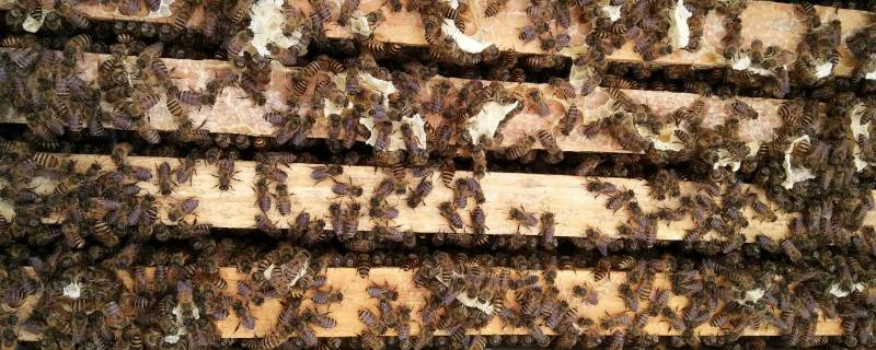 人工分蜂是提老王还是提王台，外界温度多少中蜂分蜂
