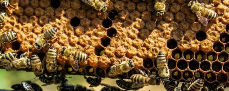 雄蜂出房几天性成熟，雄蜂寿命多少天