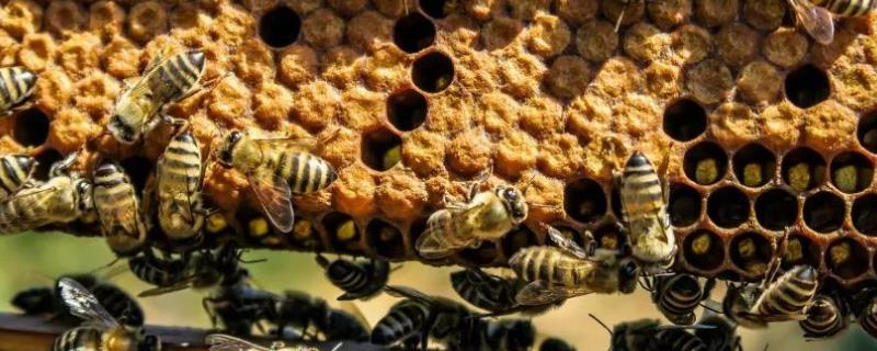 蜂箱怎么引蜂，招蜂技巧
