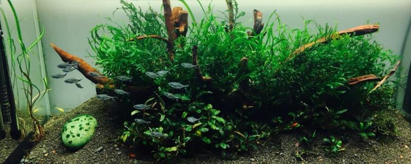 草缸爆褐藻说明硝化细菌，褐藻和绿藻有什么区别