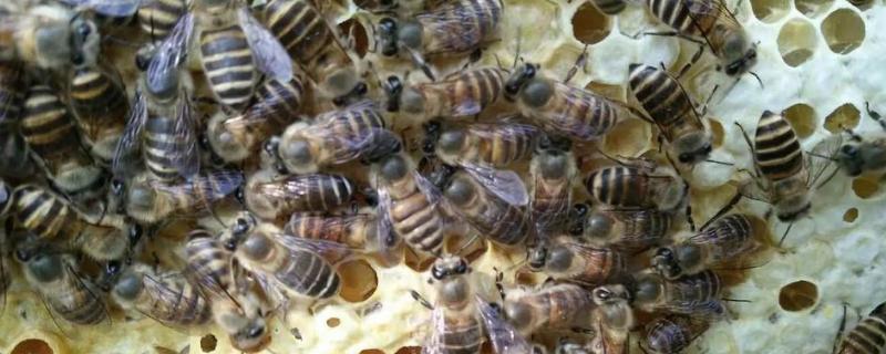 房木梁被蜂钻怎么防治，钻木的蜂是什么蜂