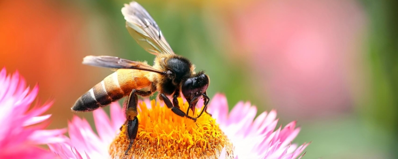 中蜂春繁怎样让蜂造脾，野外中蜂为什么没有巢虫