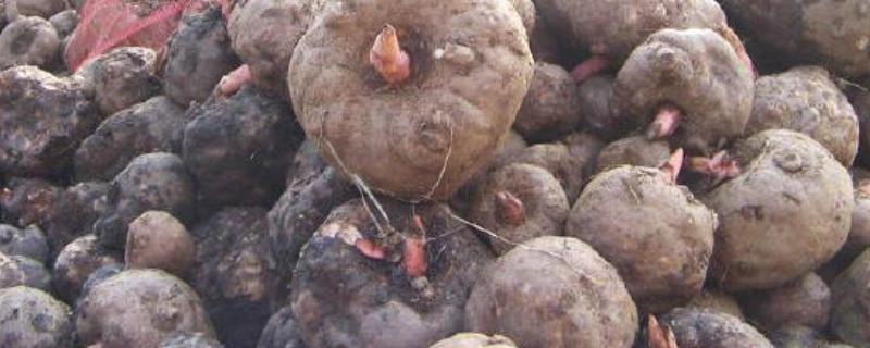 种植魔芋的方法及技术，种植魔芋怎么使用农家肥