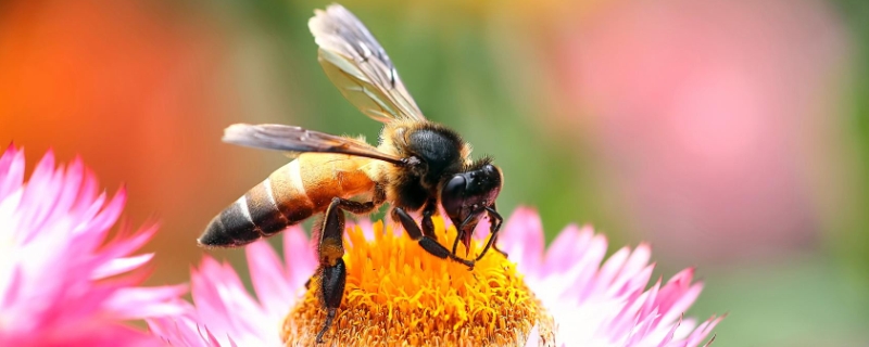 蜜蜂过箱技术要点，	雄蜂飞出巢是什么原因