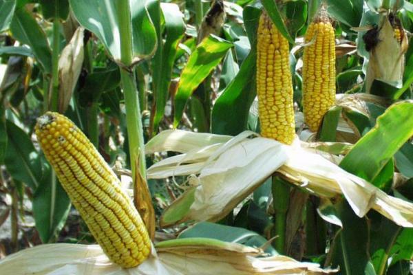 产量高的玉米品种有哪几种