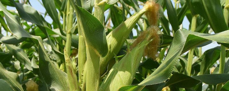 黑龙江2350积温的玉米品种
