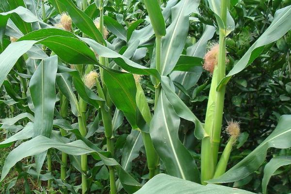 黑龙江2350积温的玉米品种