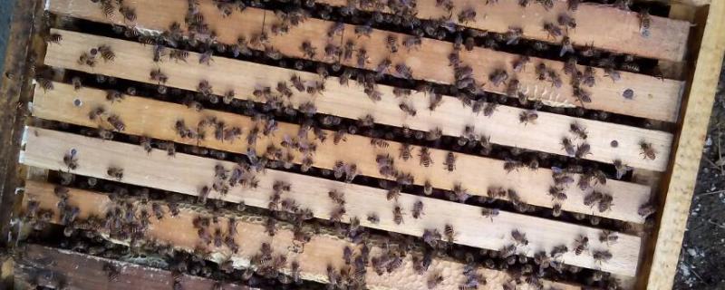 引蜂入箱小技巧，怎样辨认中蜂还是意蜂