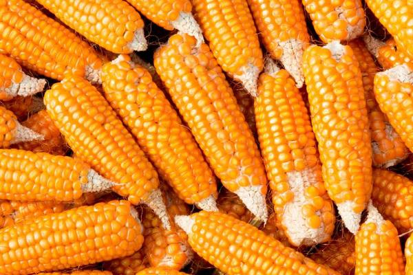 24行玉米品种有哪些