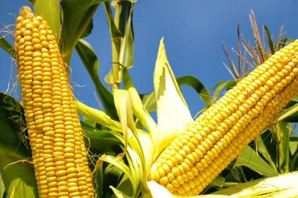 24行玉米品种有哪些