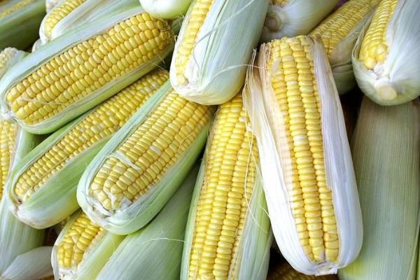 双国审玉米品种有哪些
