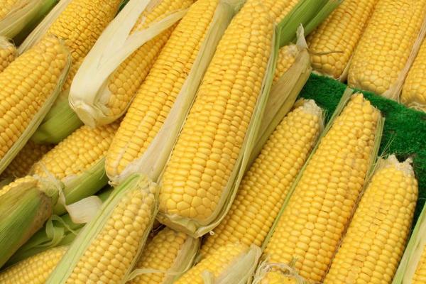 双国审玉米品种有哪些