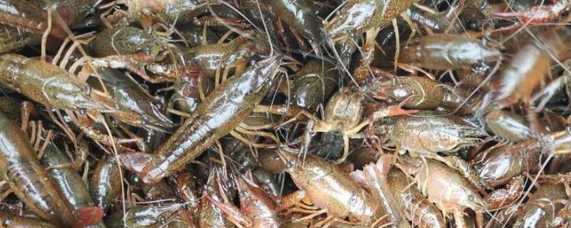 龙虾多久可以长大，小龙虾幼苗吃什么食物