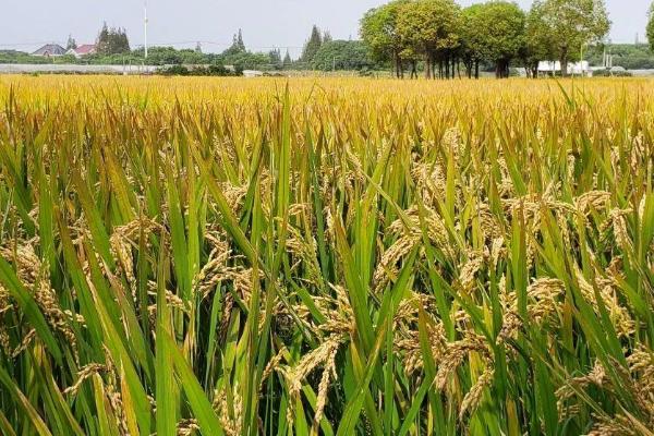 龙粳66水稻品种介绍