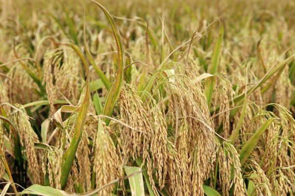 中富稻富合31水稻品种