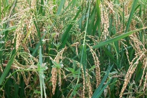 中富稻富合31水稻品种
