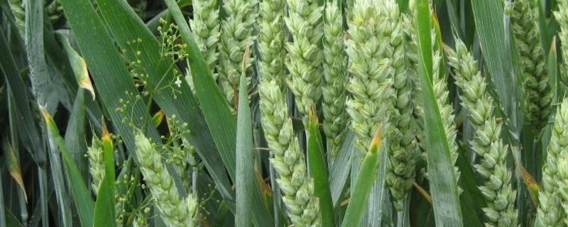 小麦几月份打矮壮素，小麦三月份还能打除草剂吗