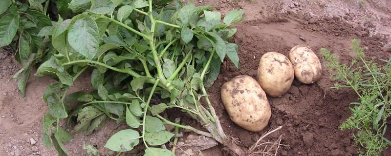 土豆苗期的管理要点，能打磷酸二氢钾吗