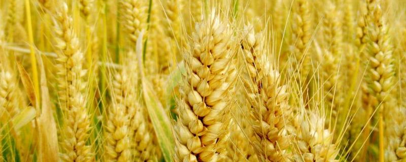 小麦拔节期是几月几号，小麦拔节期用什么肥料