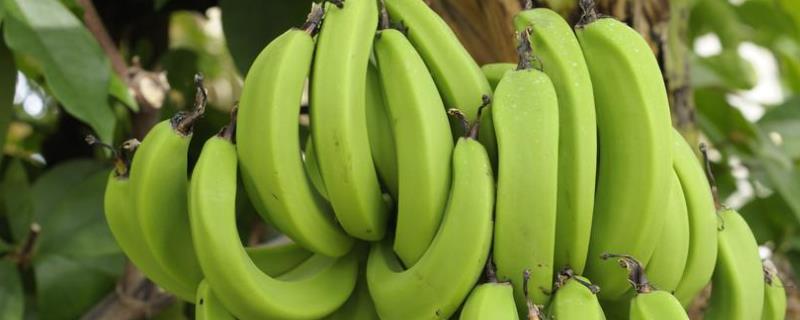 香蕉种植到收获大概多少个月，香蕉种植在什么地区合适