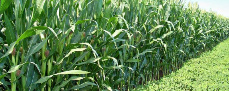 地膜粘玉米几月份种植，地膜玉米最佳放苗时间