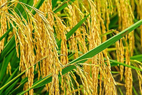 绥粳106水稻种子的主要特征，附简介