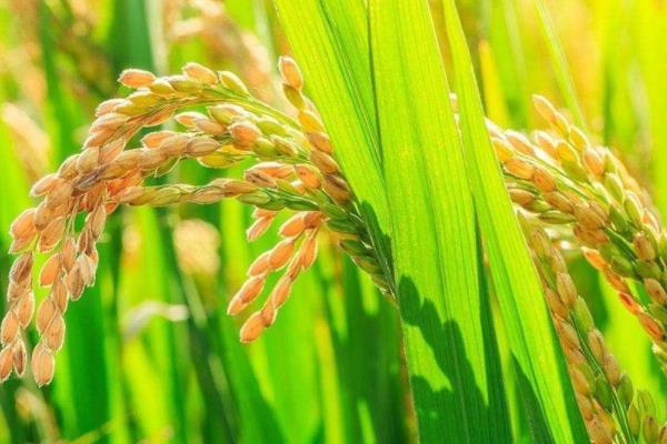 绥粳106水稻种子的主要特征，附简介