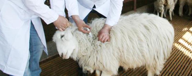 小羊羔能打口蹄疫疫苗吗，口蹄疫疫苗冷冻了还能用吗
