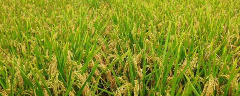 优质水稻品种，太空水稻是怎么种的