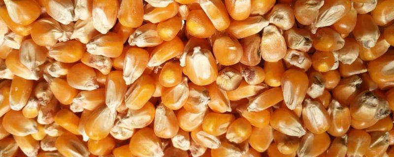玉米种子的外部特征，什么玉米种子高产,矮秆,大穗
