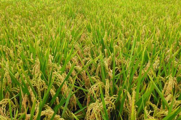 早稻早熟高产水稻品种