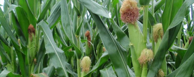 早春粘玉米啥时候育苗，玉米封闭除草剂有哪些